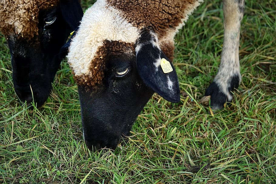 sheep, schäfchen, lamb, animal, wool, easter, sweet, passover, young animal, mammal