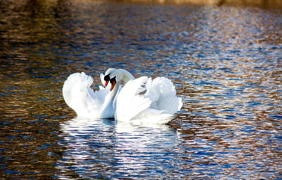 dos, blanco, cisne, río, durante el día, amor, pareja, romántico, pájaro, agua