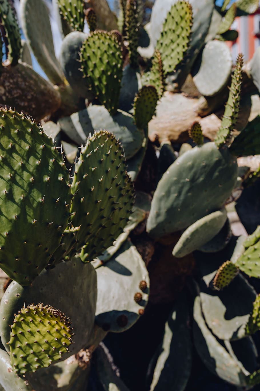 cactus, Italia, opuntia, napoli, plantas, Nápoles, planta suculenta, crecimiento, color verde, planta