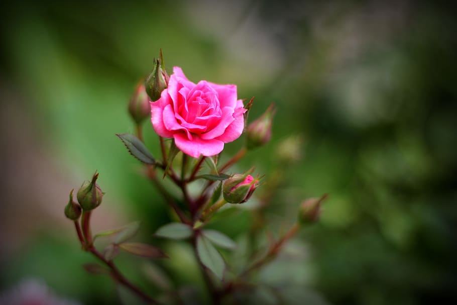 Rose, Garden, Pink, Flower, Love, Spring, rose, garden, summer, nature, floral
