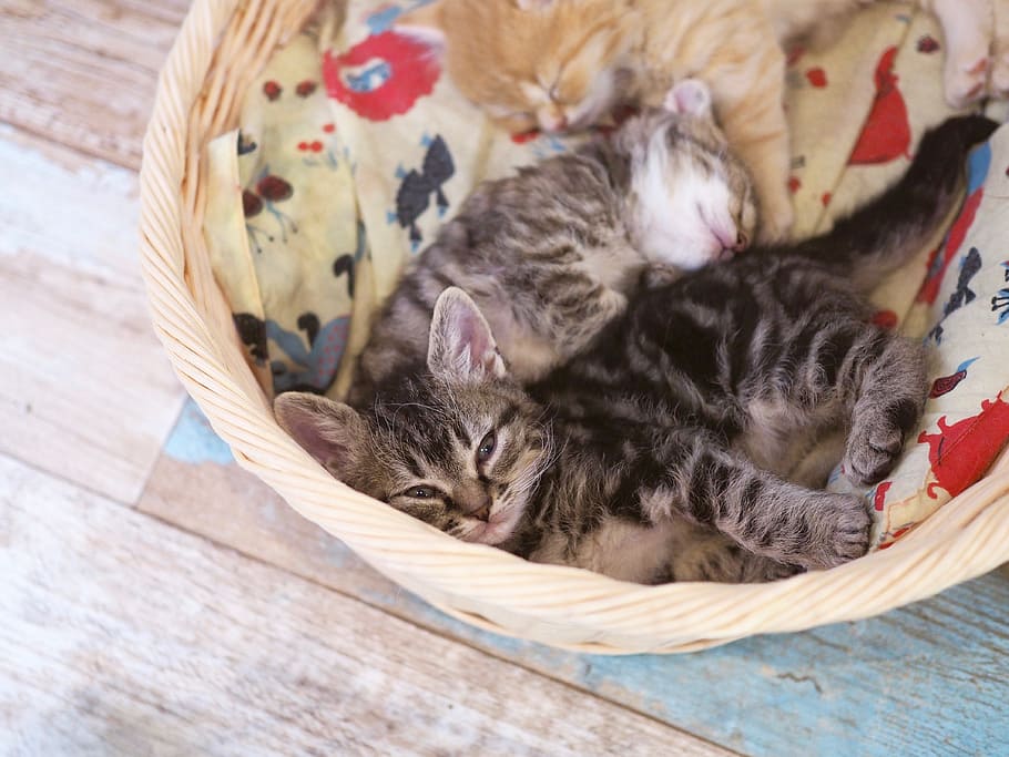 tres, atigrado, gatitos, durmiendo, cesta, gatito, gato doméstico, gato, criaturas, animal