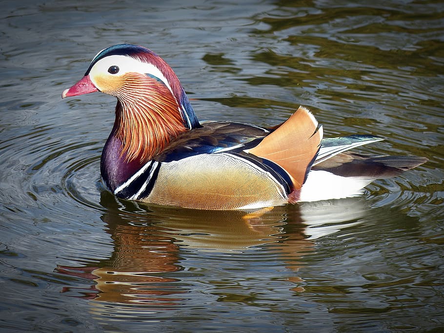 female, mallard duck, water, duck, mandarin ducks, water bird, duck bird, ornamental duck, male, plumage