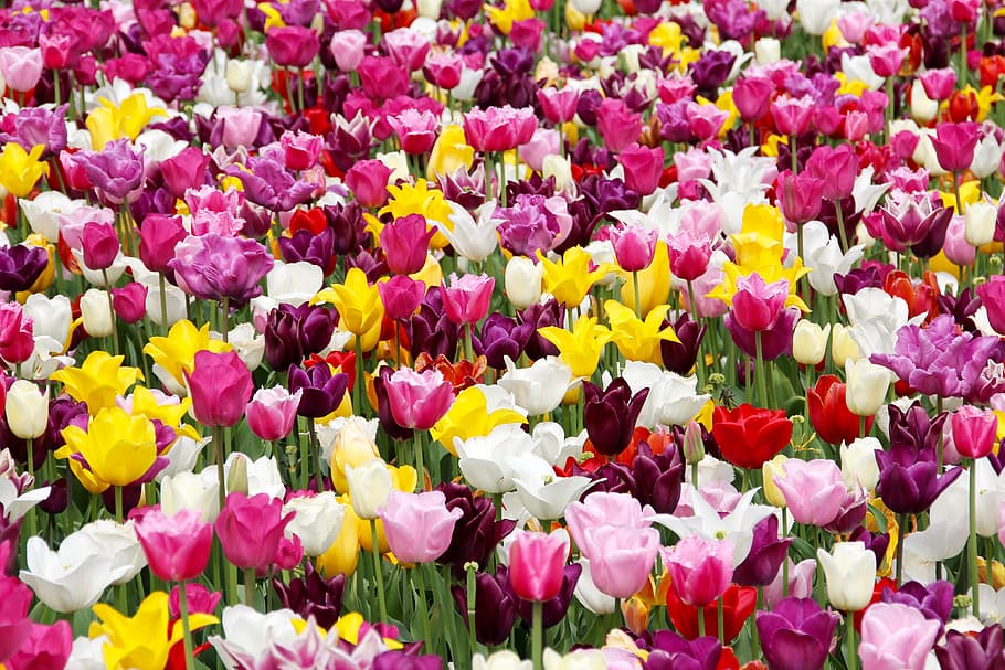yellow, pink, white, rose, flowers, tulip field, holland, dutch, tulip cup, state garden show