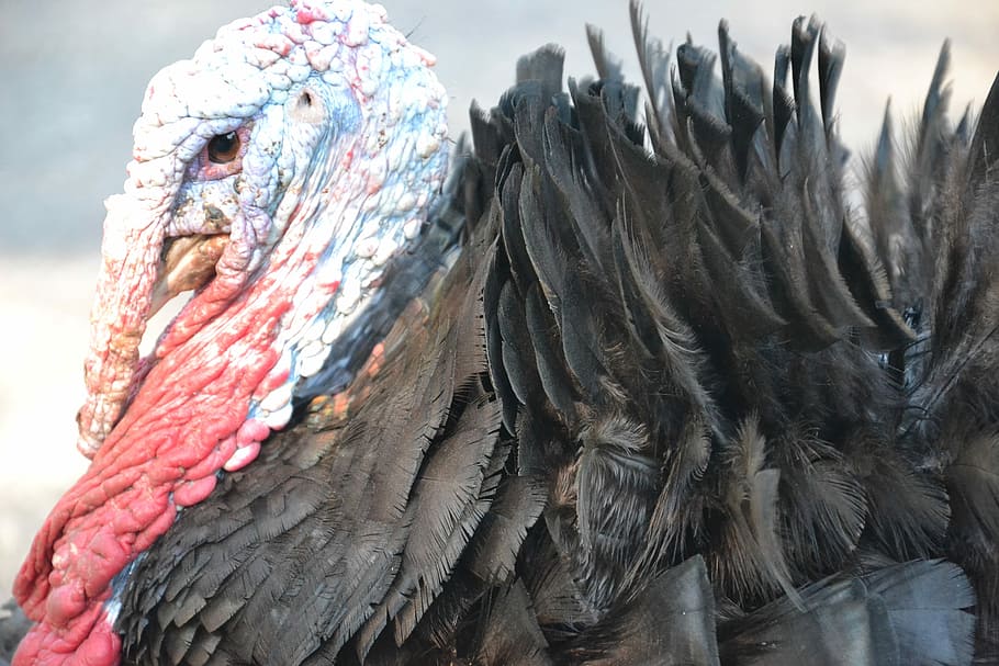 shallow, focus photography, Turkey, Poultry, Nature, Feathers, living nature, portrait, thanksgiving day, beak