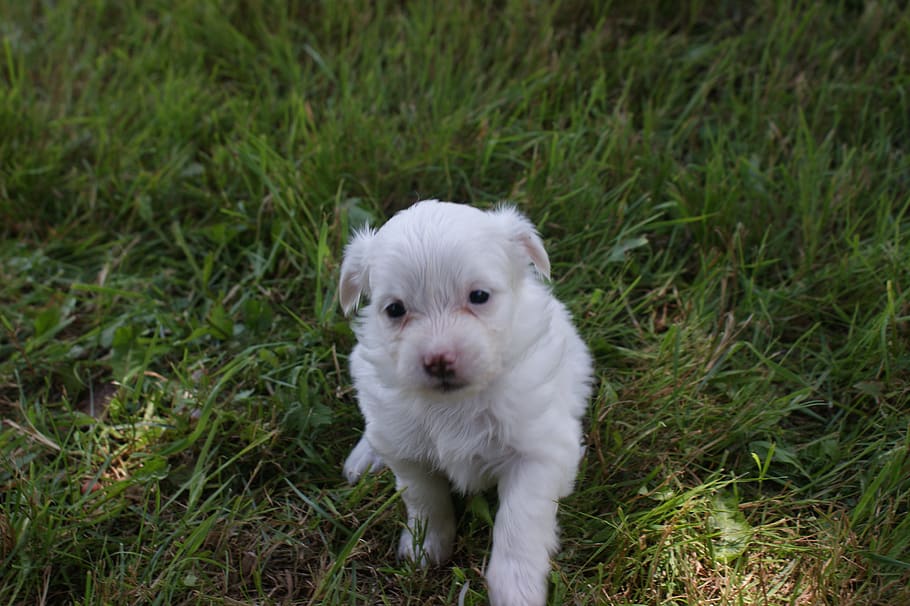puppy, baby, dog, cute, animals, small, mammals, adorable, youth, white