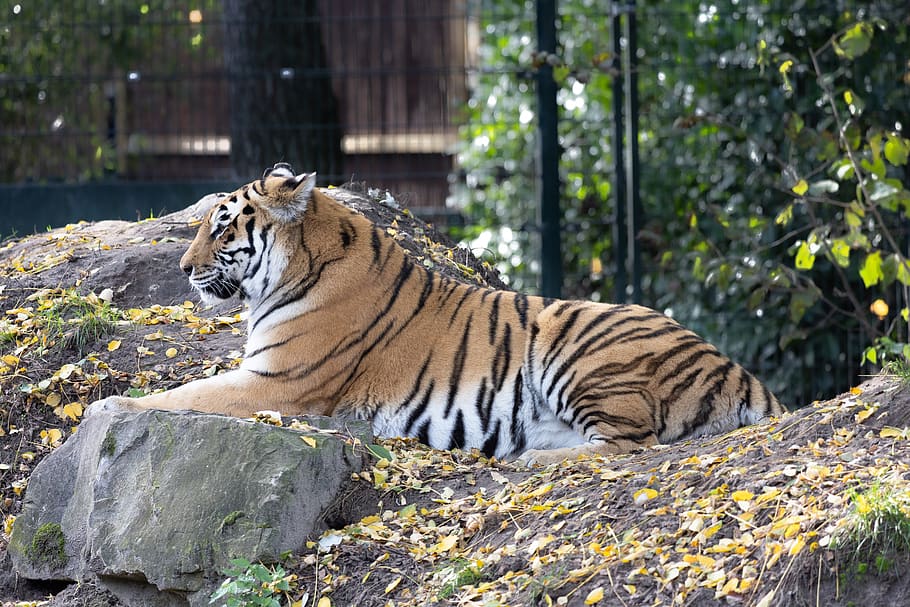 tiger, zoo, predator, animal, cat, white, wildcat, animal world, nature, big cat