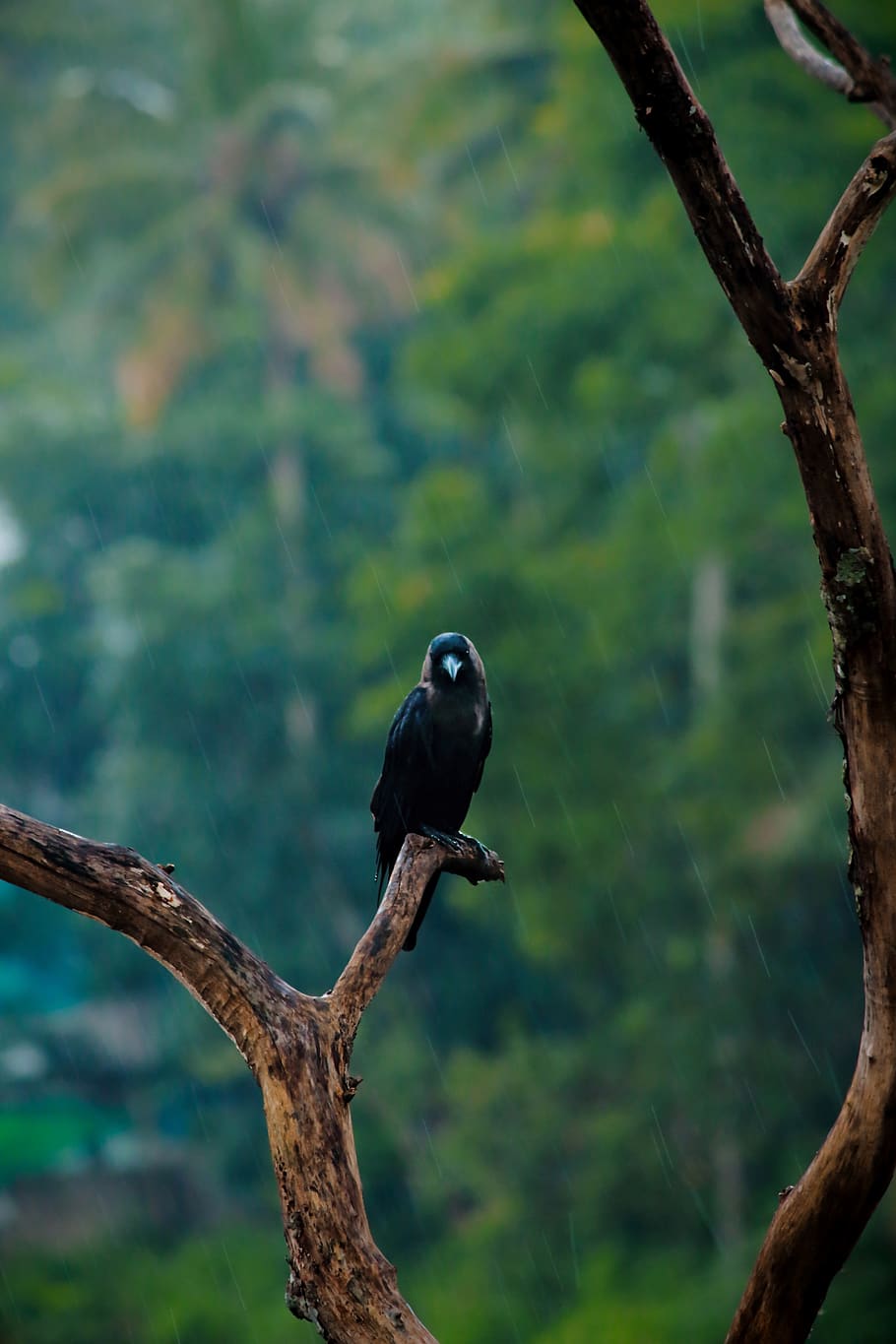 cuervo, lluvia, negro, verde, kerala, solo, sentado, mirando, árbol, naturaleza