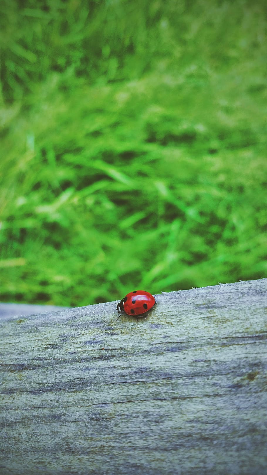 ladybug, ladybird, insect, wood, log, green, grass, nature, beetle, red