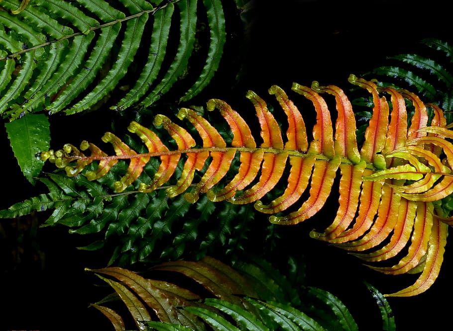 novae, Blechnum novae-zelandiae., Panasonic DMC-FZ200, Ferns, New Zealand, Nature, palm-leaf fern, close up, photography, fern