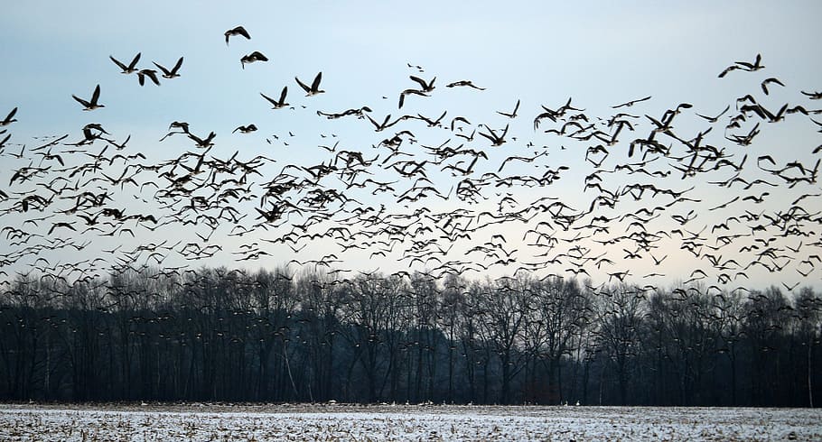 grupo, pássaros, voando, floresta, gansos selvagens, bando de pássaros, inverno, neve, aves migratórias, enxame