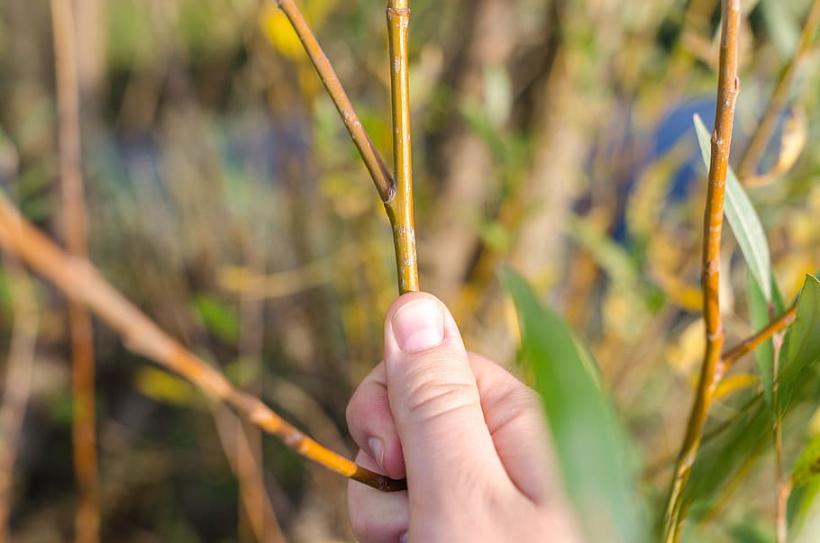 willow, nature, plant, spring, tree, hand, growth, green, branch, season