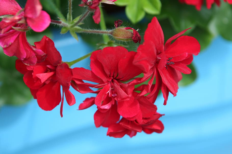 hanging geranium, red, blue, geranium, flower, summer, hanging, plant, green, outdoors