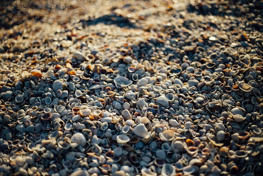 white, sea shells, soil, tilt, shift, shells, beach, sand, rocks, pebble