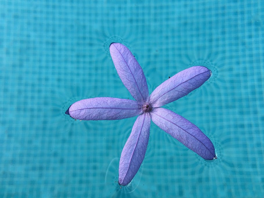 purple, 5-petaled, 5- petaled flower, pool, sandpaper vine, purple leaf, flower, blue, water, petals