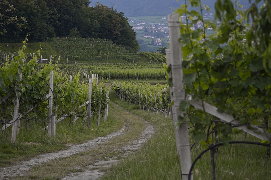vineyard, wine, winegrowing, agriculture, vine, winemaker, rebstock, vines, grapes, green