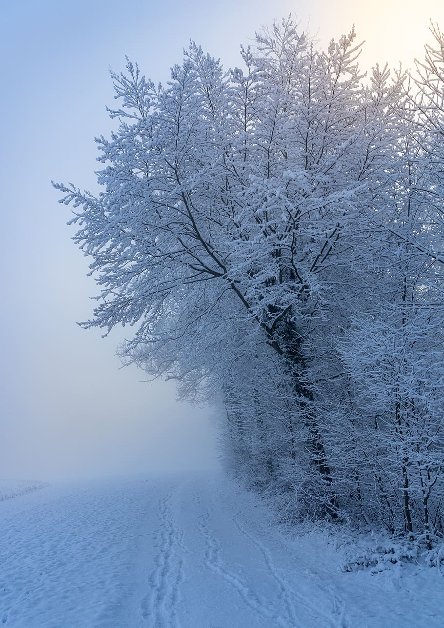 winter, landscape, snow, wintry, nature, cold, sun, winter magic, frost, trees