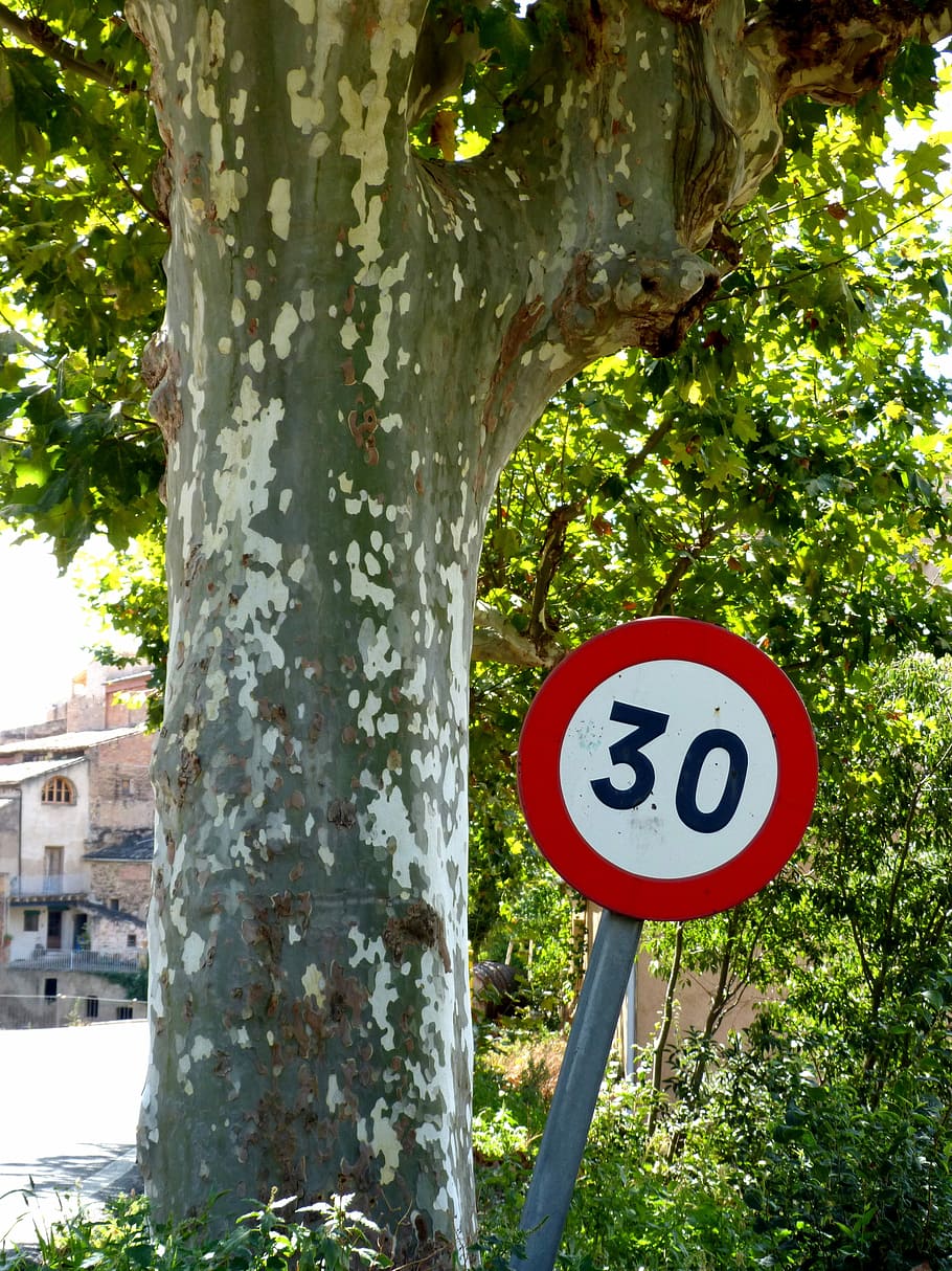 Sinal, 30, Estrada, Inclinação, Caminho, Chumbo, limite de velocidade, árvore, tronco de árvore, círculo