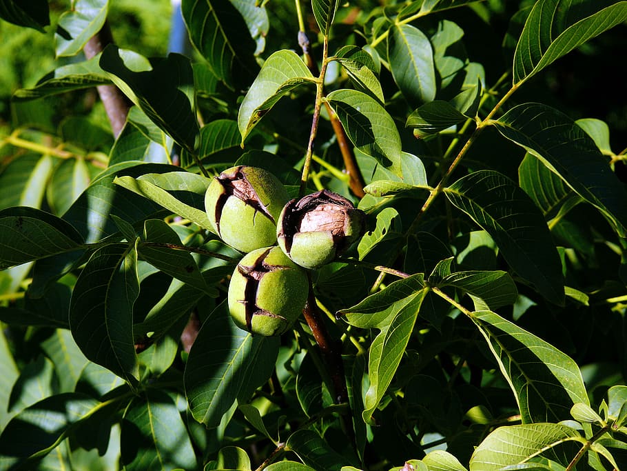 tree nut, juglans regia, walnut, walnut on tree, walnut shell with, wallace walnut, leaf, plant part, growth, plant