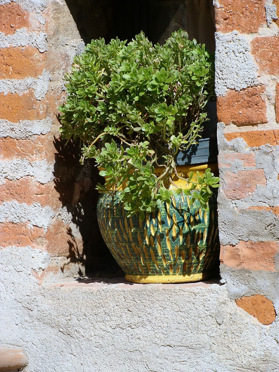 イタリア, 植物, ポット, セラミック, 植木鉢, レンガ, ニッチ, レンガの壁, 壁, 赤