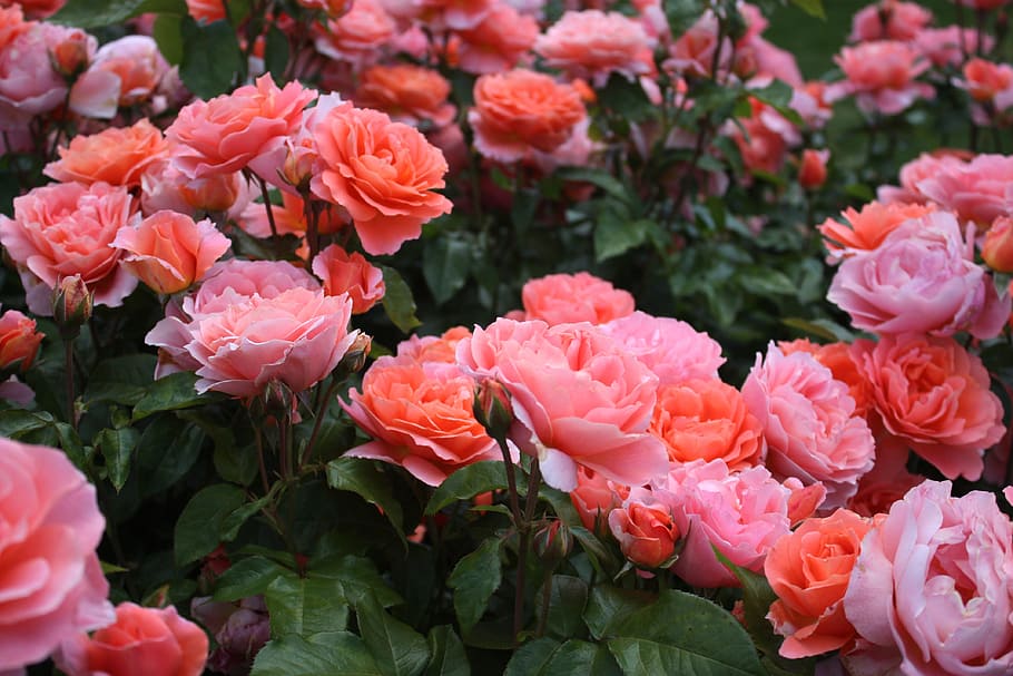 rosas rosadas, rosa, jardín, festival de rosas, rosaleda, romántico, naturaleza, floración, natural, flor