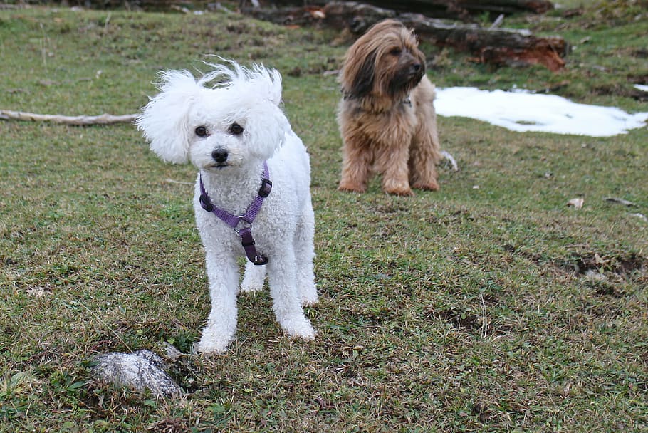 white, maltese puppy, green, grass field, dog, dogs, friends, small dog, winter, bichon