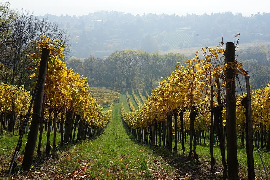 autumn, vineyard, wine, nature, vine, landscape, agriculture, hill, scenic, grapevine