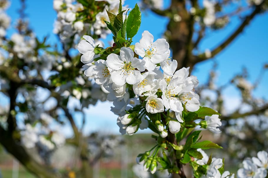 close-up photo, white, tree blossoms, daytime, cherry trees, bloom, kaiserstuhl, spring, fruit tree, tree