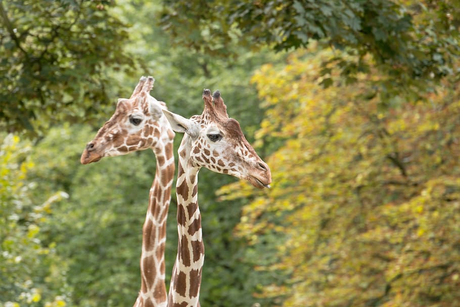 giraffes, neck, giraffe neck, zoo, animal, nature, mammal, long jibe, stains, datailaufnahme