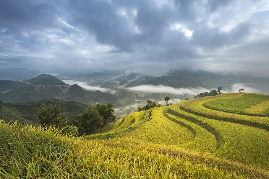 Vietnam, terrazas, arroz, seda, el cultivo, viajes, granjero, minoría, noroeste, alto