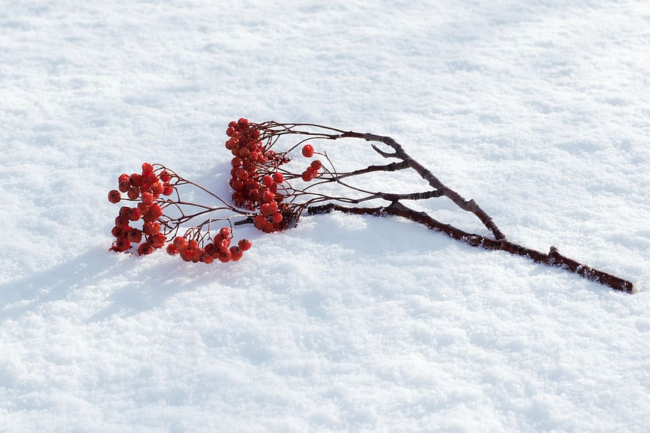 red cherry fruits, rowan, snow, winter, branch, nature, tree, season, outdoors, frost