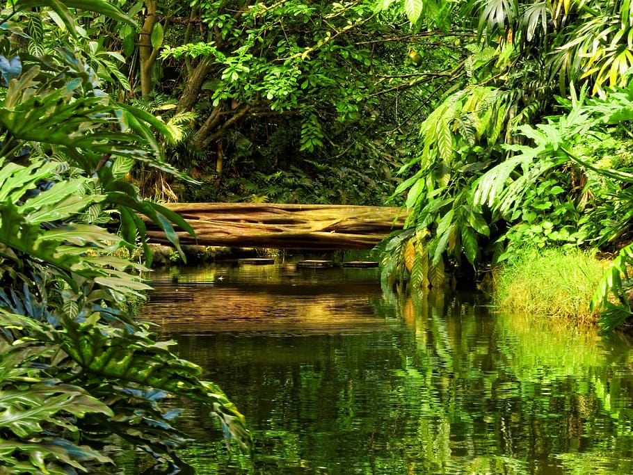Nature, Landscape, Jungle, green, rainforest, reflection, water, outdoors, green color, plant