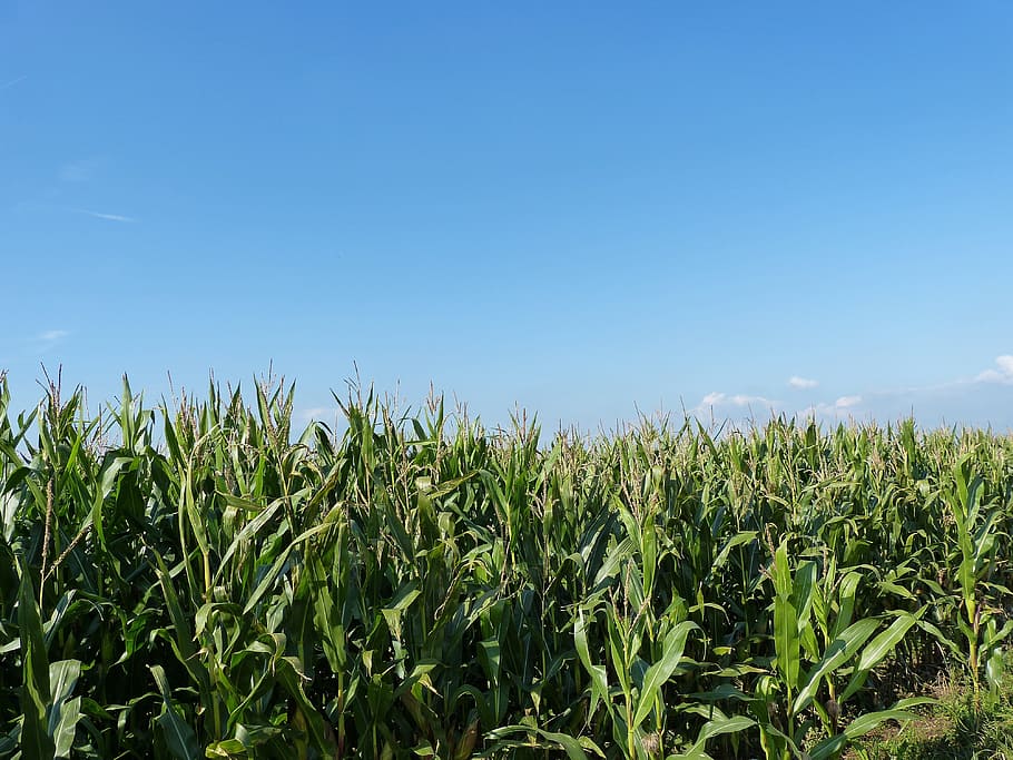 field, cornfield, nature, agriculture, corn, landscape, arable, corn on the cob, summer, corn plants