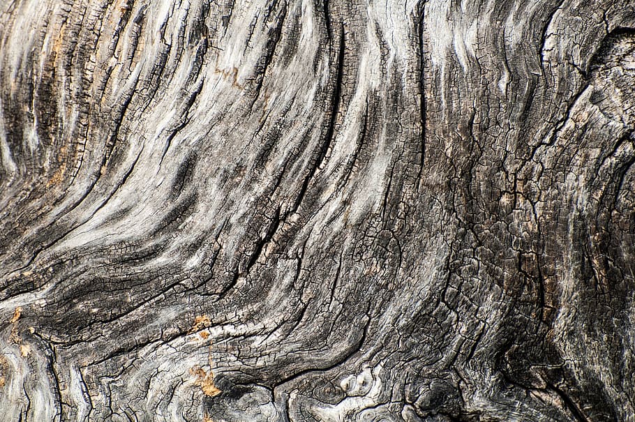 casca de árvore, textura de madeira, fundo, cinza, monótono, cor neutra, neutro, prata, casca de madeira, casca