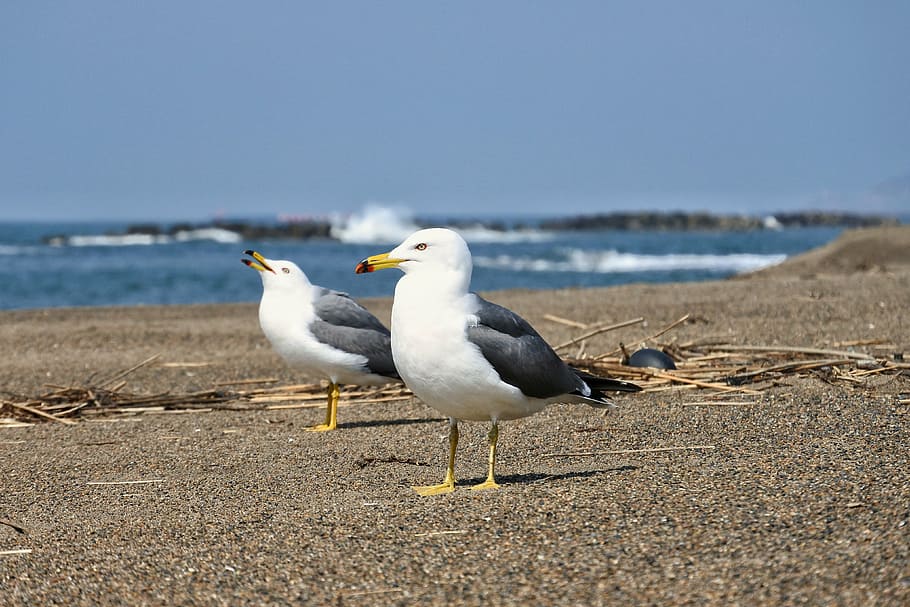 animal, sea, beach, sea gull, seagull, bird, seabird, wild animal, natural, call out
