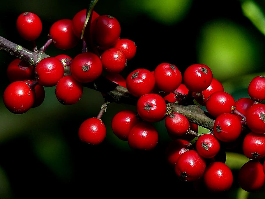 Holly, close, view, coffee, bean, plant, food and drink, food, red, fruit