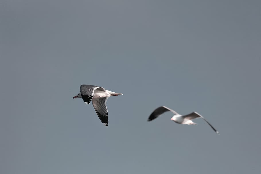 duas gaivotas, pássaros, gaivota, animal, voando, céu, pássaro, temas animais, animais selvagens, voador