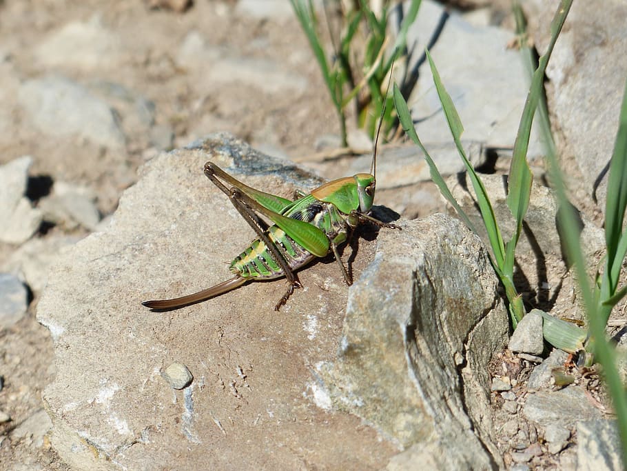 grasshopper, green, animal, insect, wart biter, decticus verrucivorus, female, young animal, young, kurzflügelige biting insect