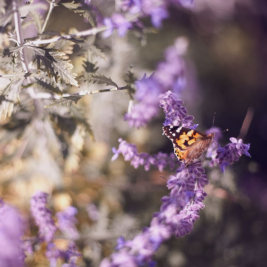 kupu-kupu, serangga, alam, ungu, bunga, lavender, daun, tanaman, Taman, cerah