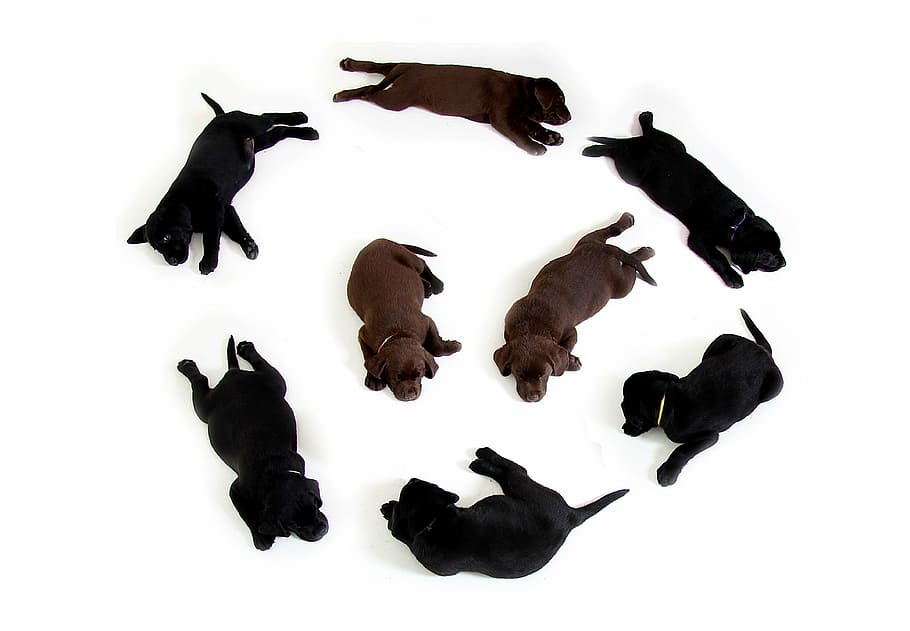 Negro, chocolate, labrador, retriever, cachorro, camada, cachorros, marrón, perro, animal