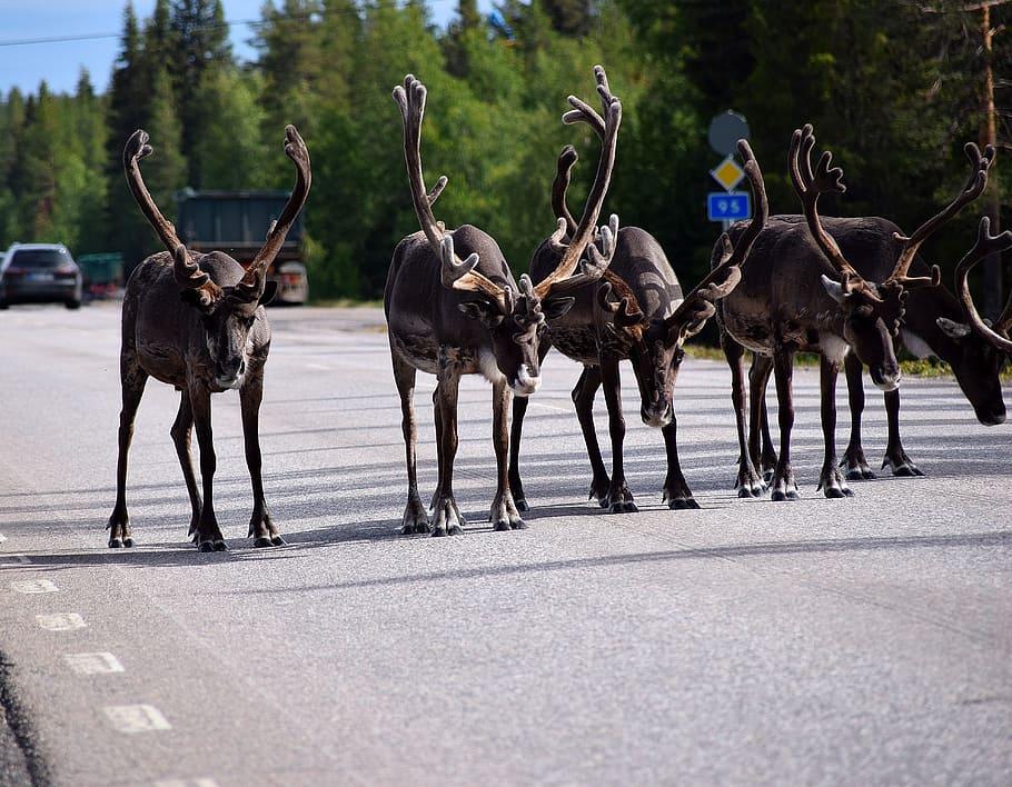 reindeer, lapland, sweden, arjeplog, antler, scandinavia, joy, scandinavian, gorgeous, jam