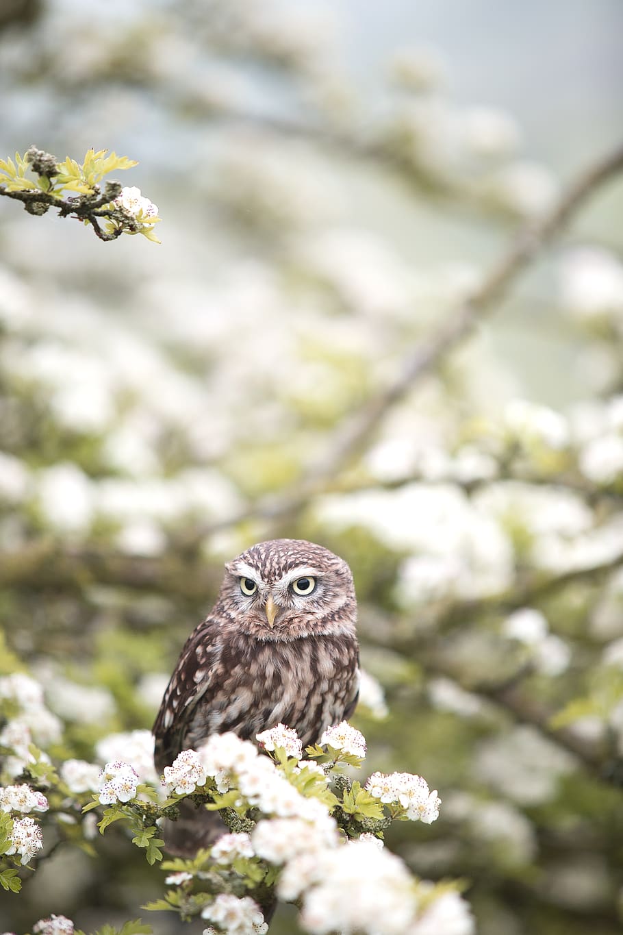 animals, birds, owl, perched, flowers, nature, blossoms, branches, trees, white