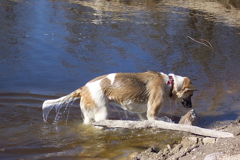 Dog, Pond, Akita, Shepard, Mud, Rocks, play, pets, animal, water