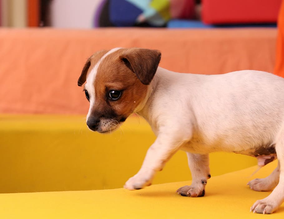 jack, russell terrier puppy, dog, puppy, jack russell, chihuahua, baby, cute, playful, dreamy