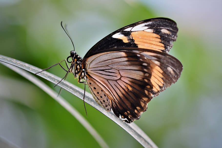 butterfly, tropical butterfly, exotic, insect, wing, animal themes, animal wing, invertebrate, animal wildlife, animal