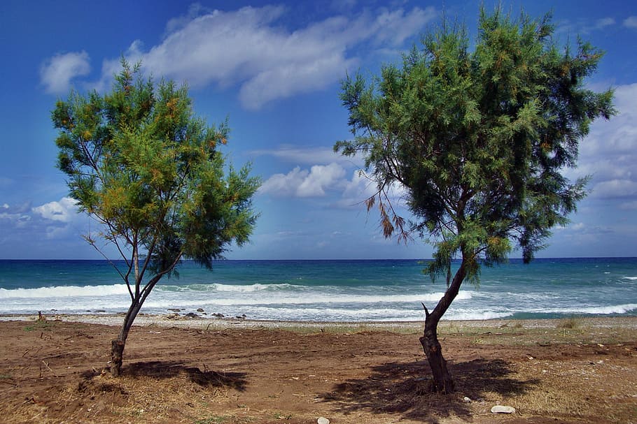 trees, beach, sea, peloponnese, nature, sand, coastline, tree, summer, water