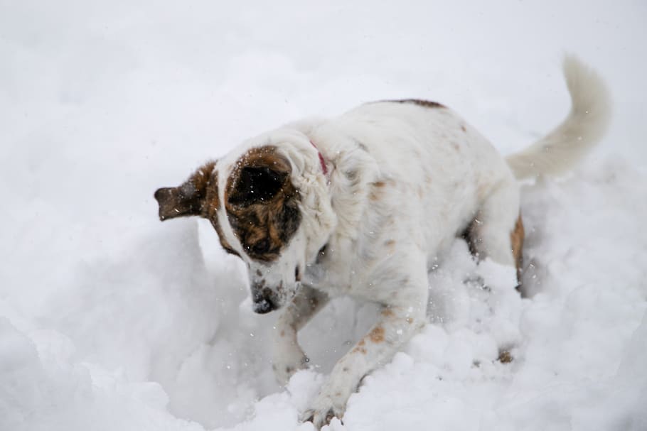 neve, marrom, branco, cachorro, canino, inverno, cavando, jogando, um animal, temas de animais