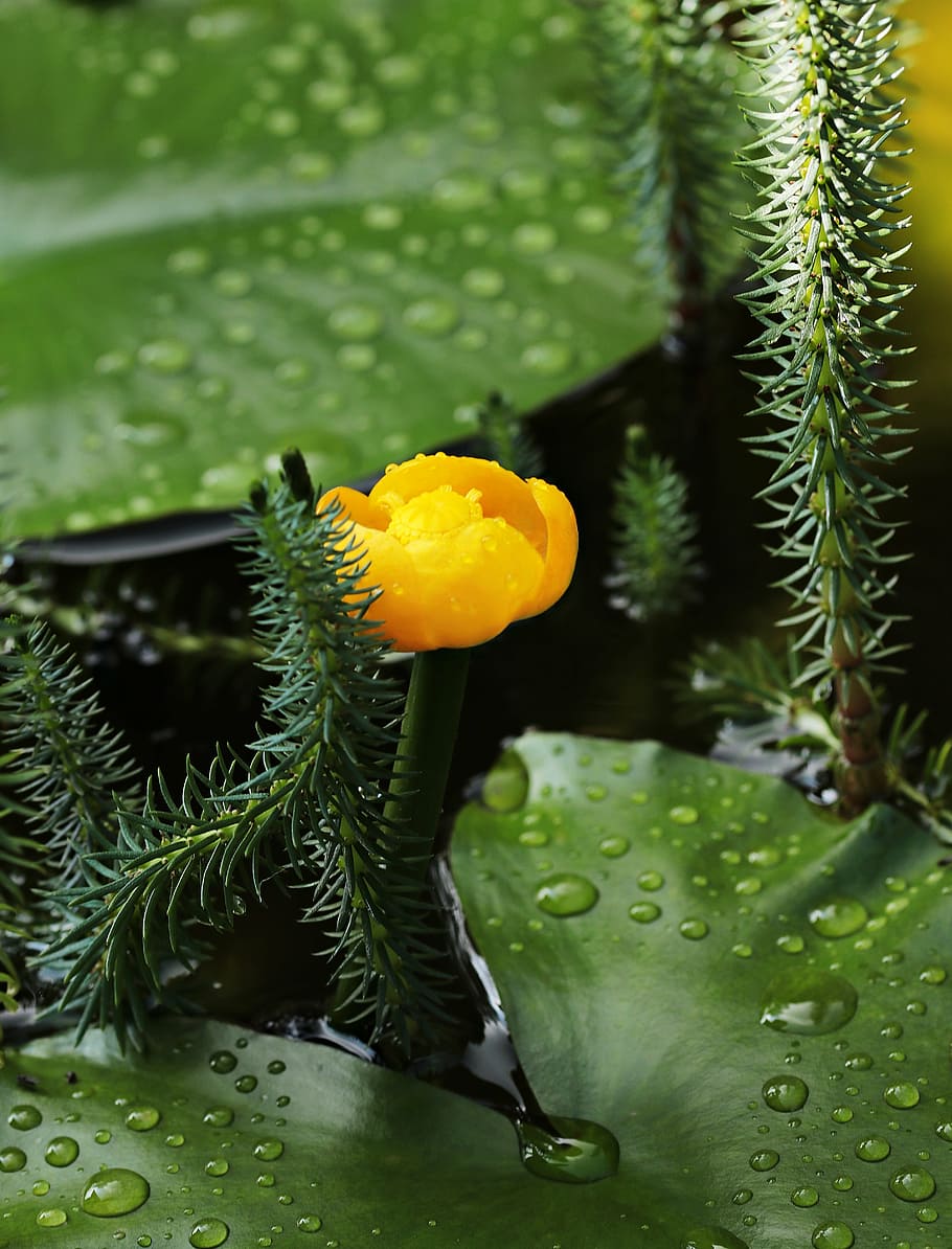 fotografia de tiro macro, laranja, flor, flor da lagoa, teichmummel, mummel, pequeno, mini, natureza, lagoa do jardim