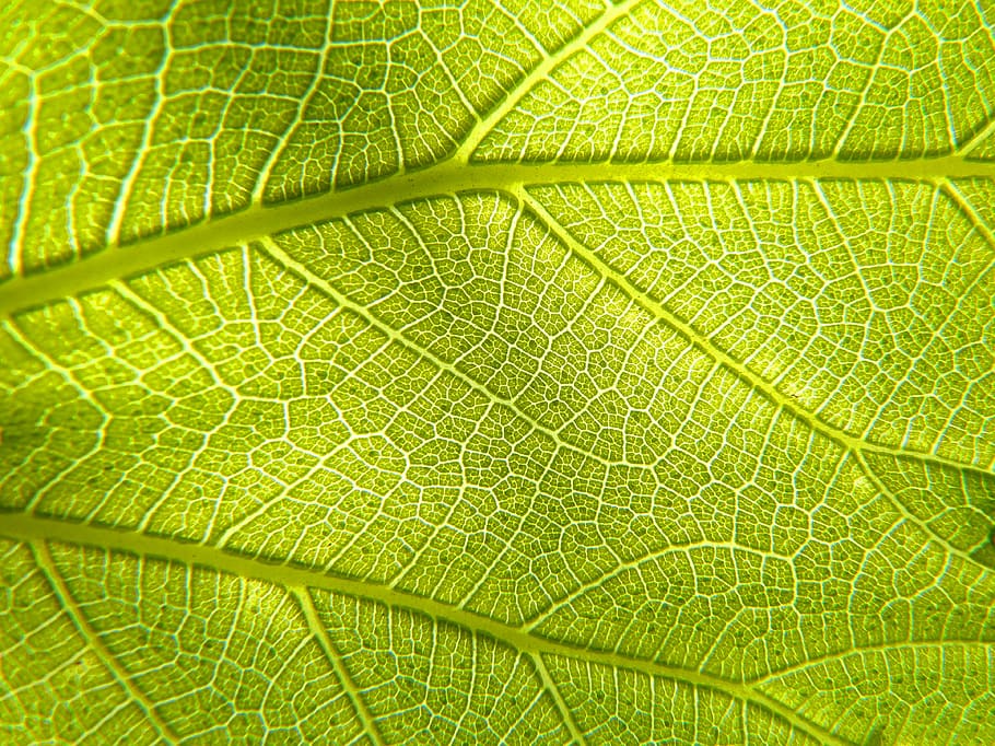 green leaf, leaf, plant, photosynthesis, vein, asymmetry, texture, background, green color, plant part