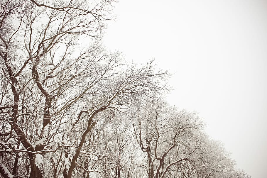 Blanco, marrón, nevado, bosque, frío, minimalista, nieve, árbol, invierno, naturaleza