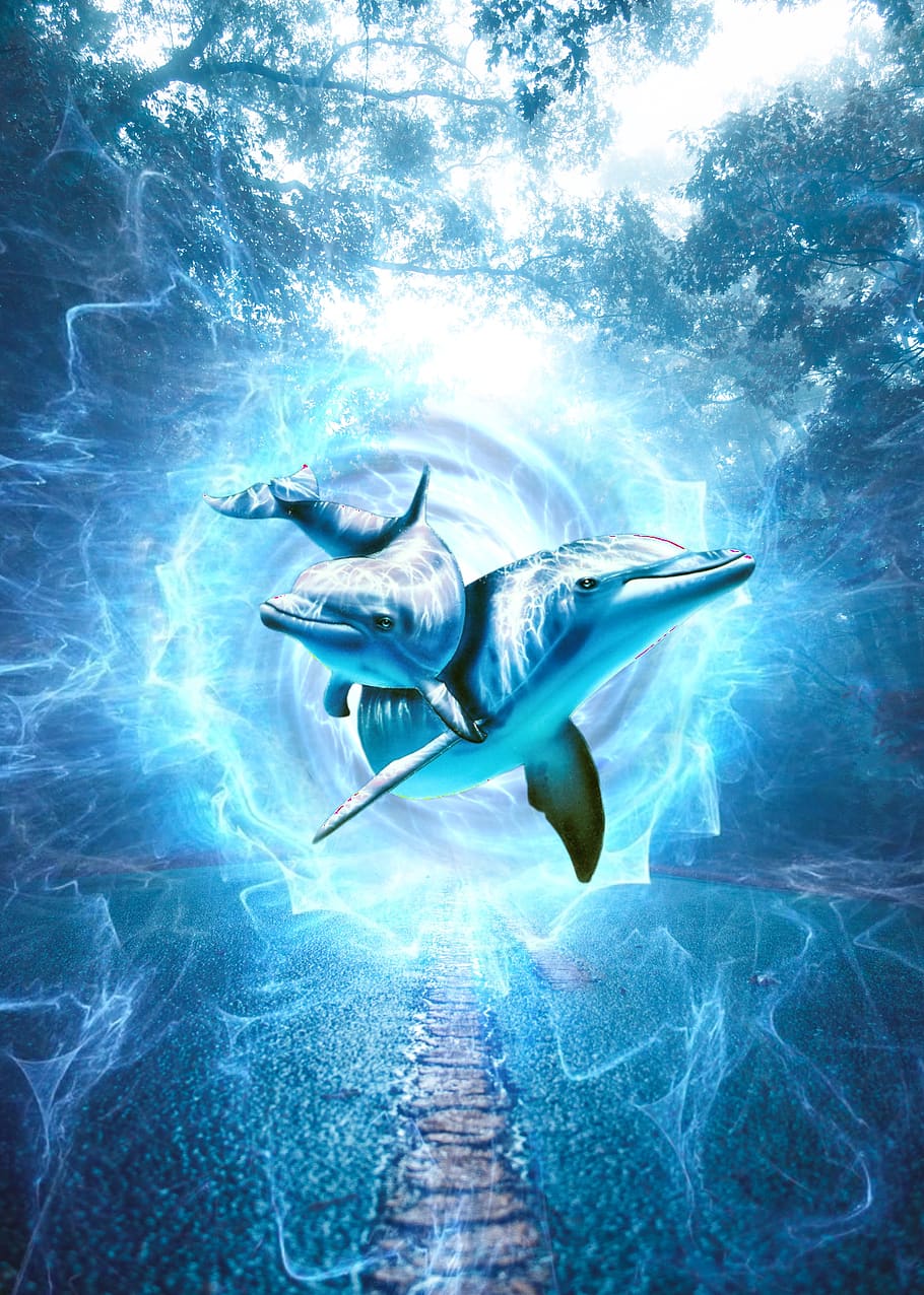 lumba-lumba, biru, fantasi, photoshop, portal, penerbangan, tema hewan, bawah air, satwa liar hewan, binatang di alam liar